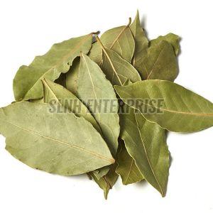 Laurel Leaves
