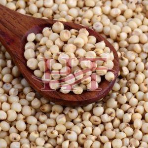 Sorghum Seeds