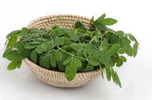 Fresh Moringa Leaves, Color : Green, Packaging Size : 25-50kg
