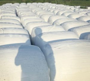 Corn Silage