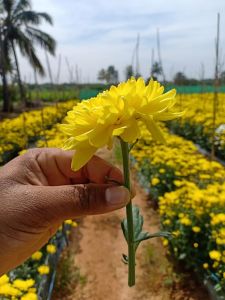 Marigold Seeds