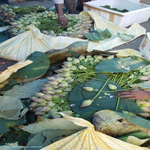 Natural Lotus Fresh Flower