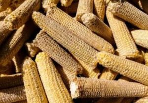 A Grade White Bare Corn COB