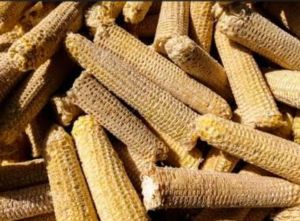 Raw Corn Cobs