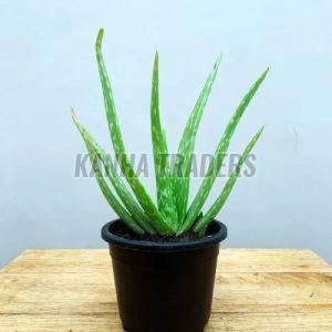 Aloe Vera Plant