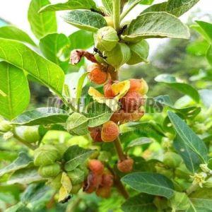 Ashwagandha Medicinal Plant