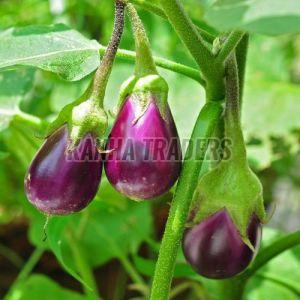 Fresh Brinjal