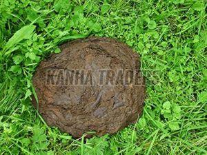 Fresh Wet Cow Dung