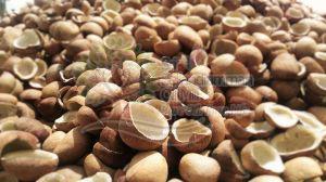 Dried Coconut Copra