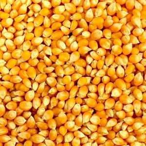 Yellow Corn Seeds,  Moisture Ratio : 12%