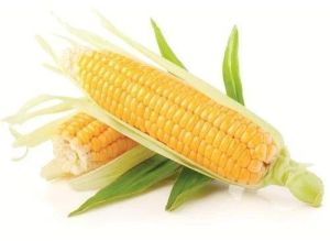 Yellow A Grade Fresh Sweet Corn Bag for Can Be Boiled, Grilled